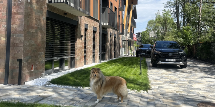 Dog